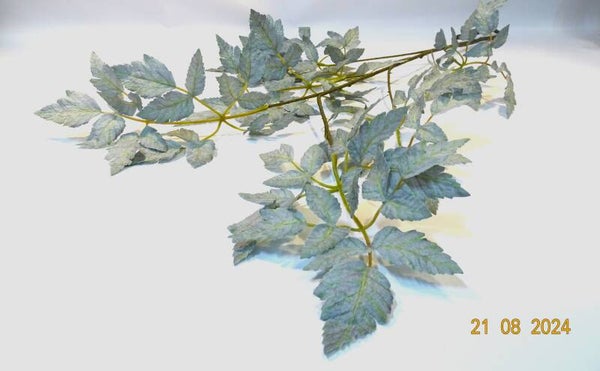 Winterblad