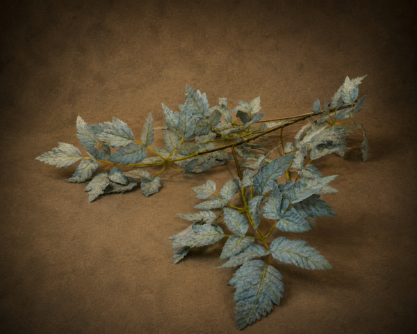 Winterblad