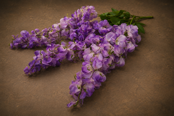 Wisteria Paars