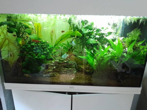 Mietaquarium 1 Monat 10,00€