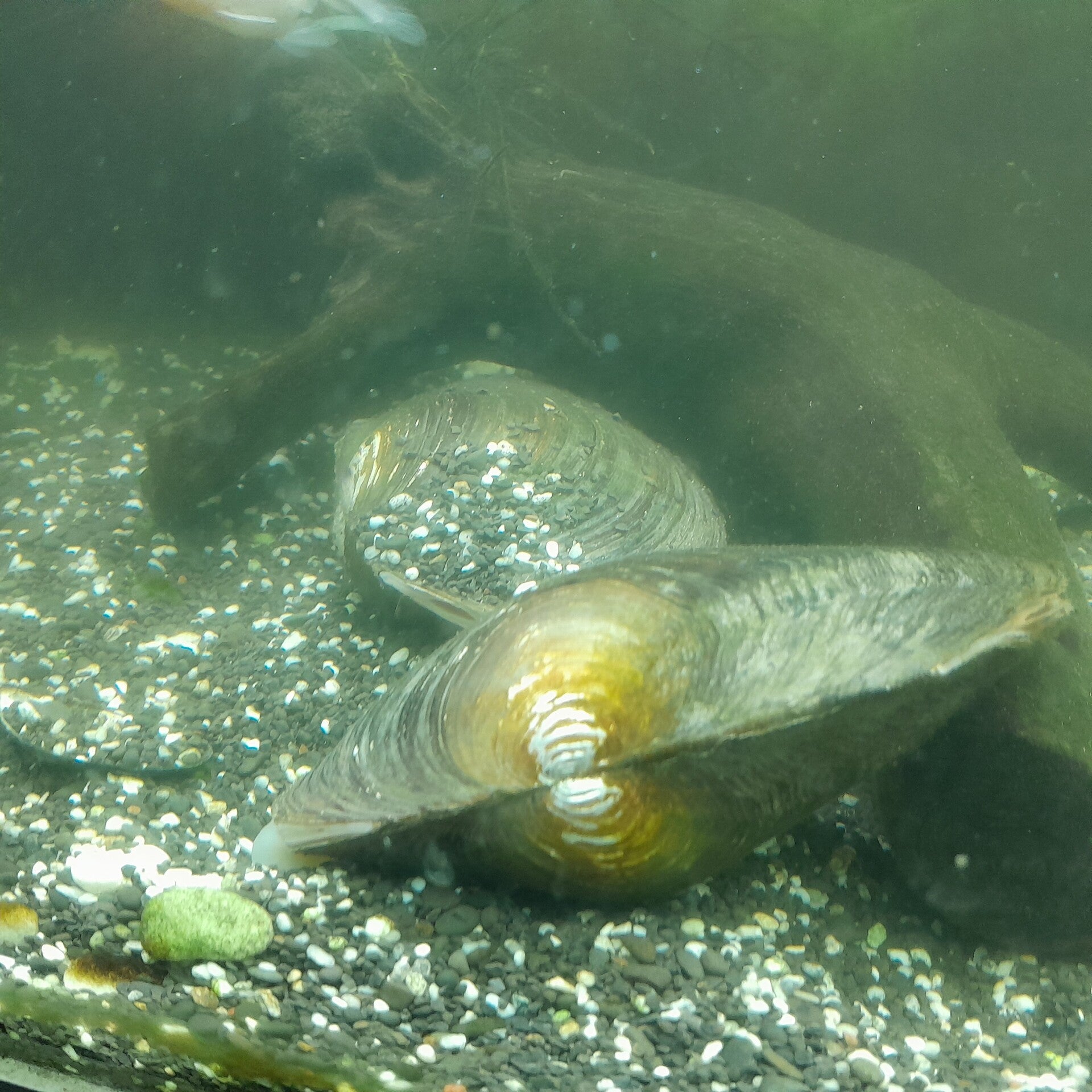 10 Stück Teichmuscheln 10-15 cm www.2handaquaristik.de