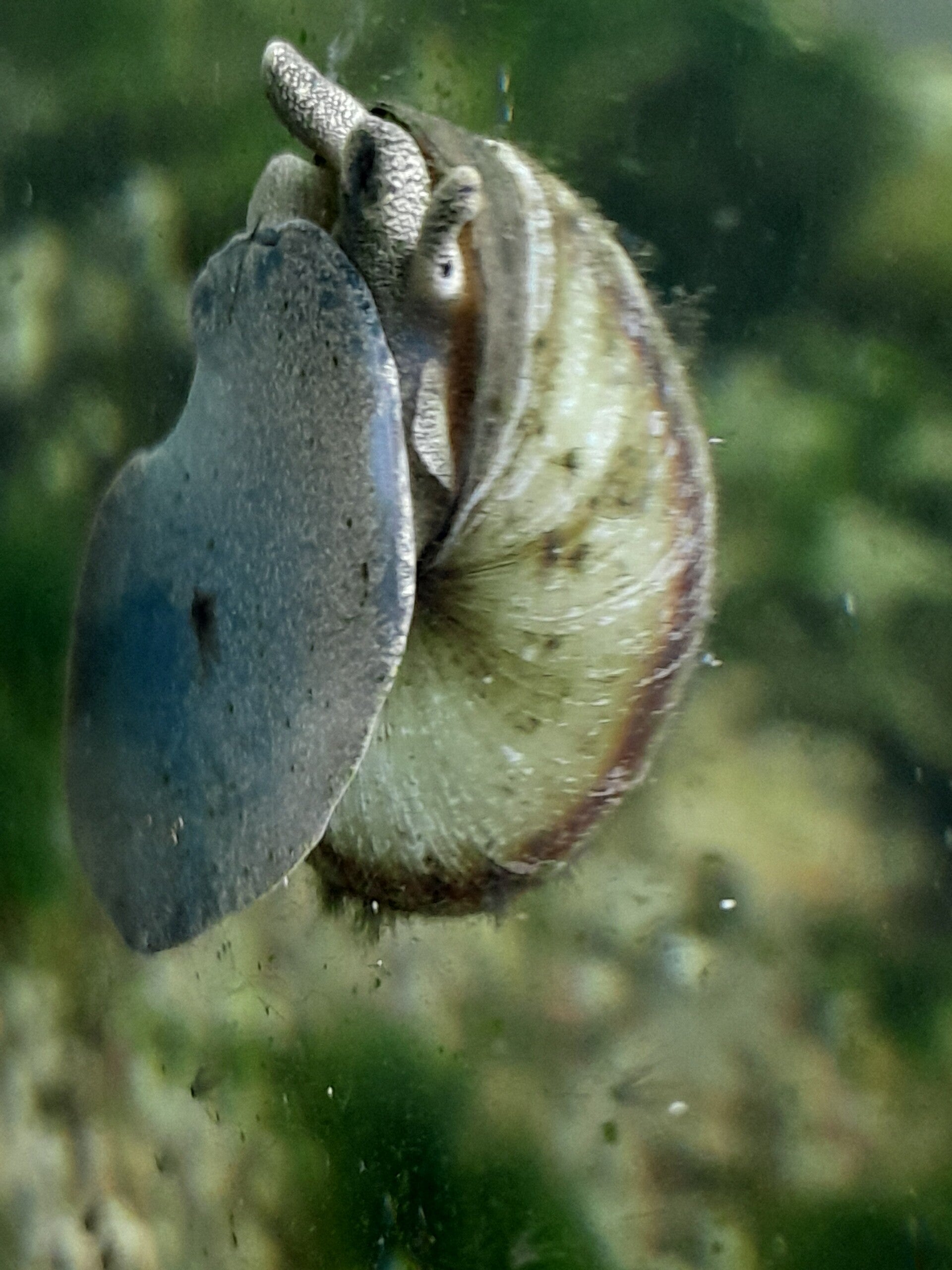 10x Sumpfdeckelschnecke 14,00€ Viviparus viviparus