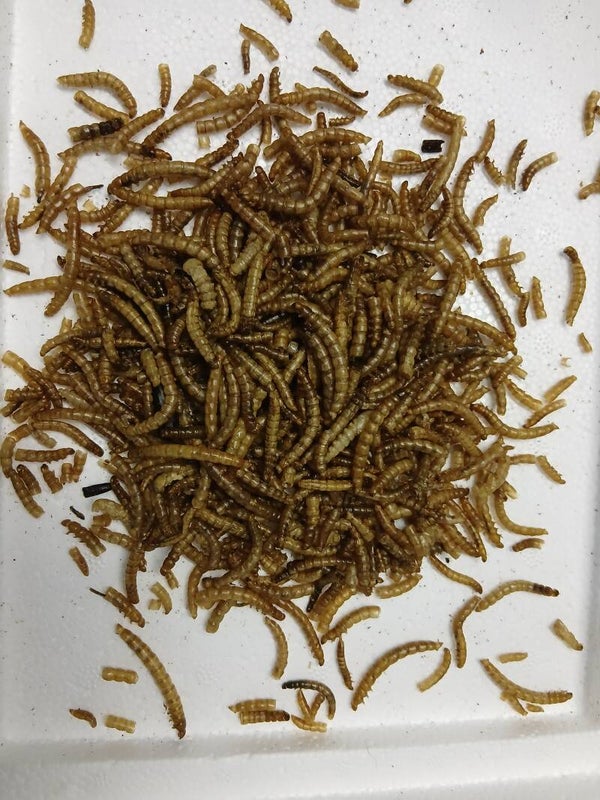 Zophobas (Schwarzkäferlarven) 1KG Frostfutter