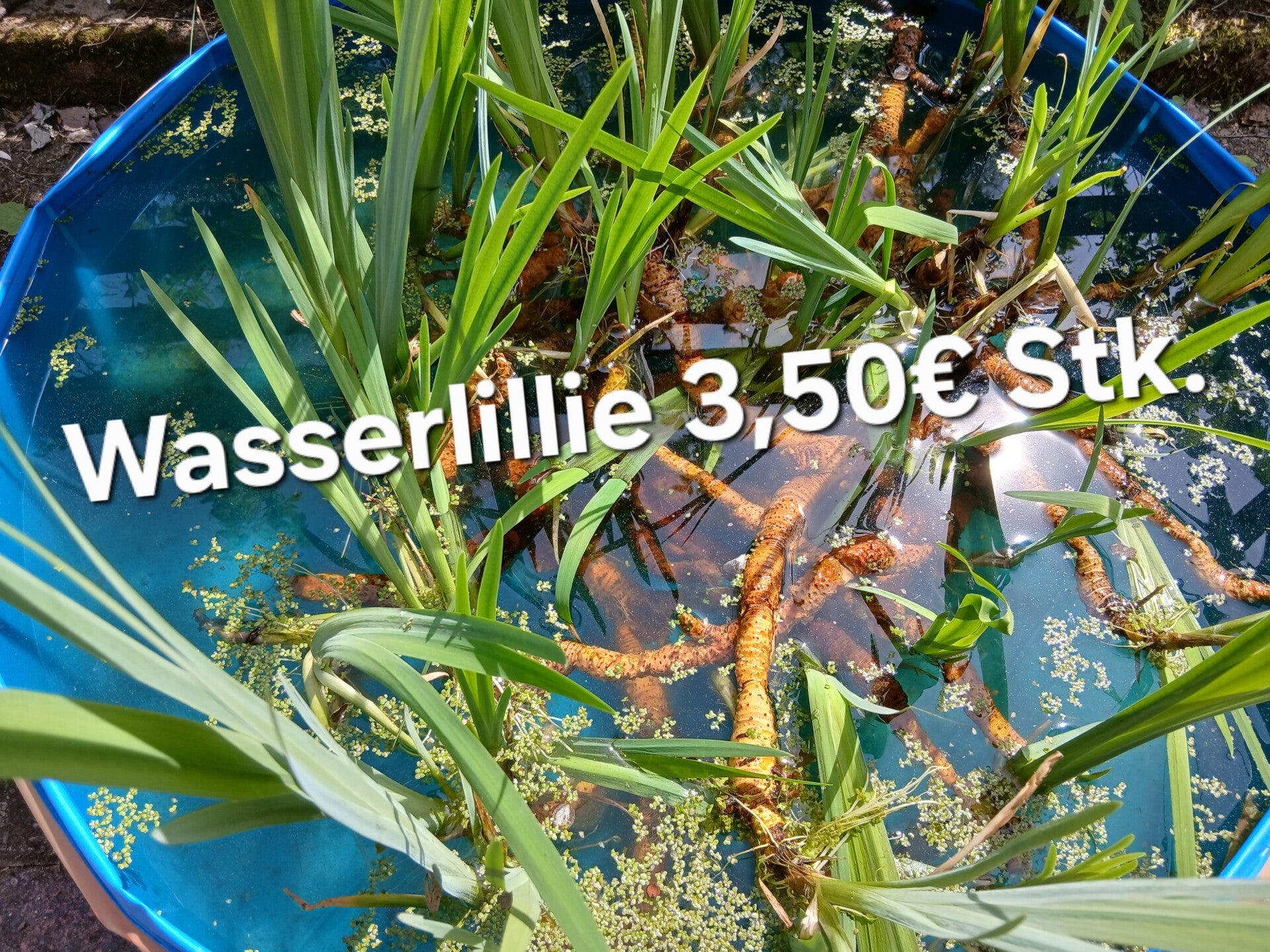 Teichpflanze Waserlilie gelb/ 1 Pflanze 3,50€