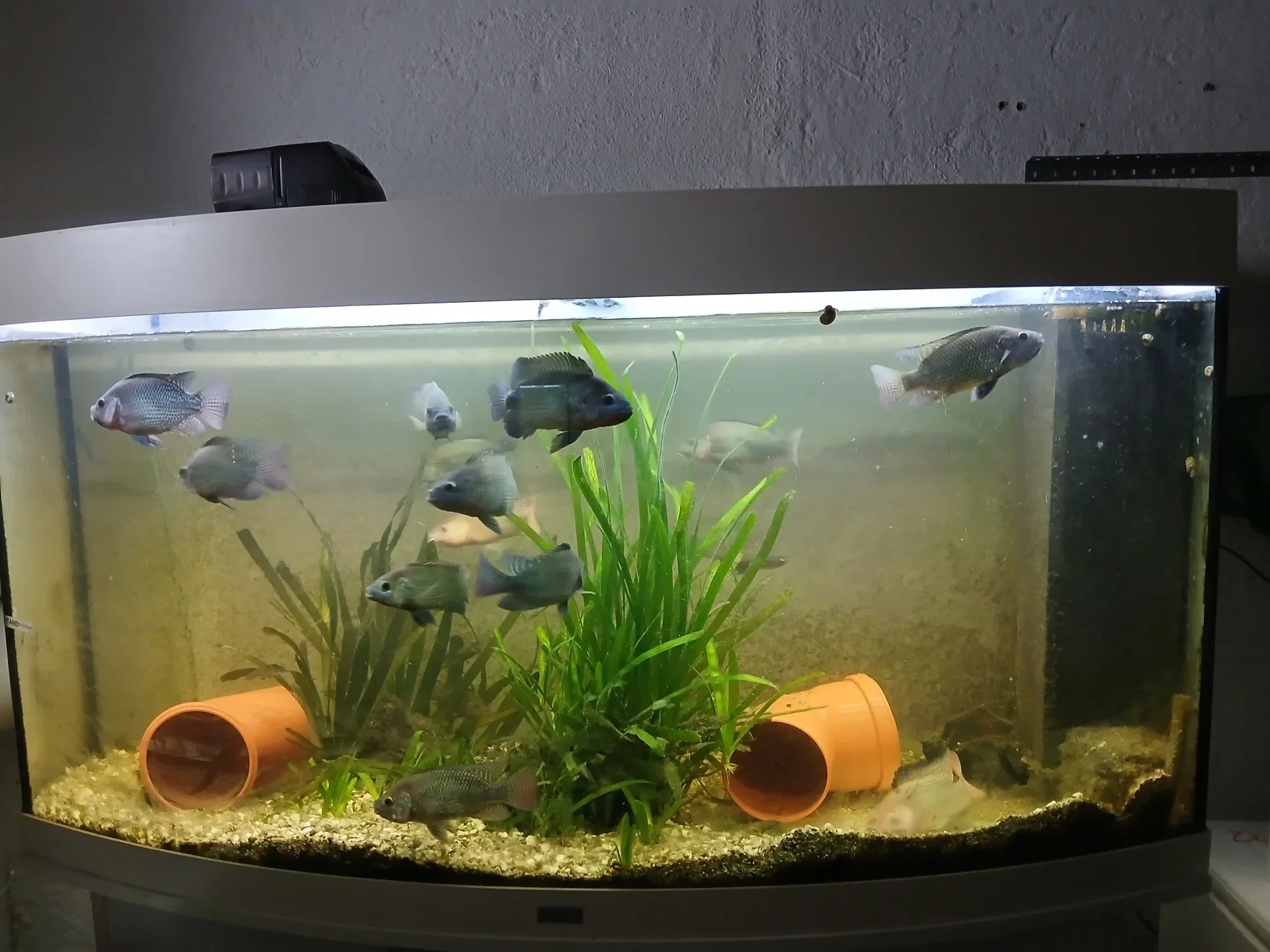 Juwel Aquarium mit Beleuchtung 120Lx46Bx63H gewölbte Scheibe