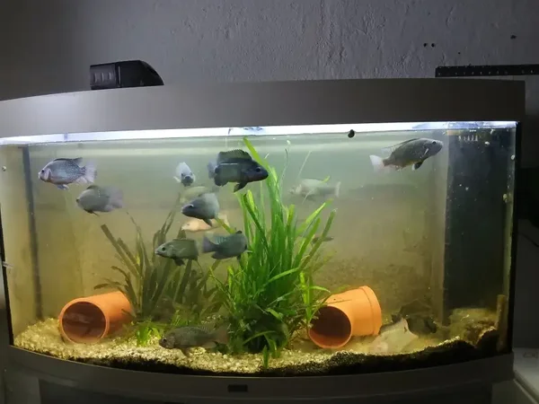 Juwel Aquarium mit Beleuchtung 120Lx46Bx63H gewölbte Scheibe