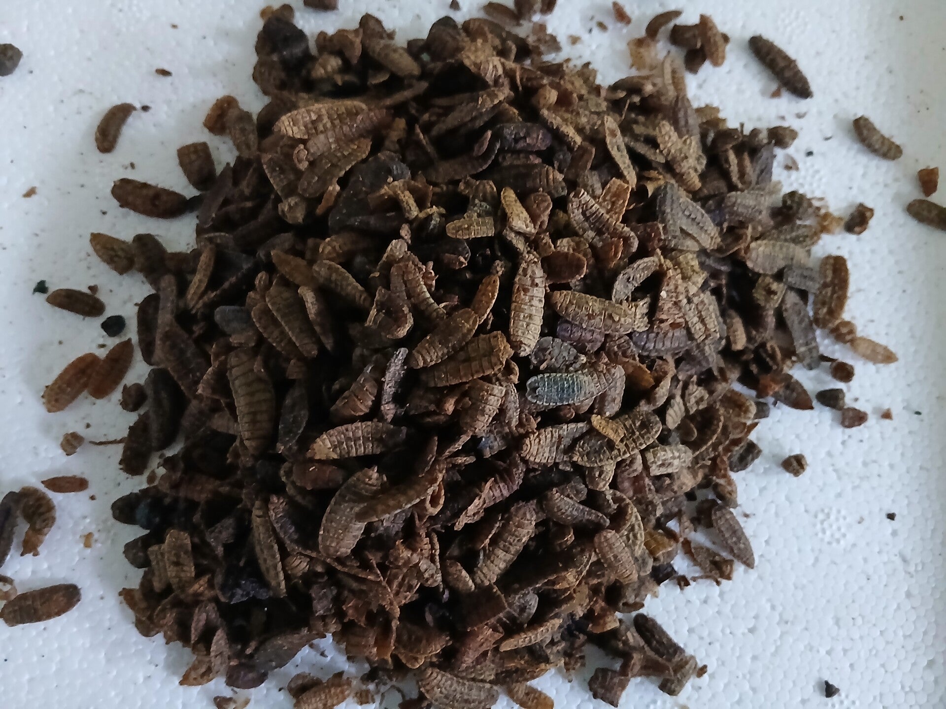 Futtertiere Hermetia illucens klein 1 kg lebendfutter 19,00€ www.2handaquaristik.de