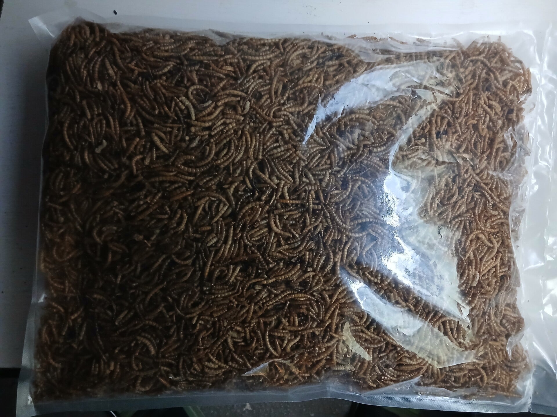 Fischfutter lebende Mehlwürmer 1KG
