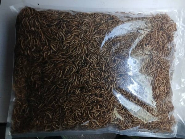 Fischfutter lebende Mehlwürmer 1KG