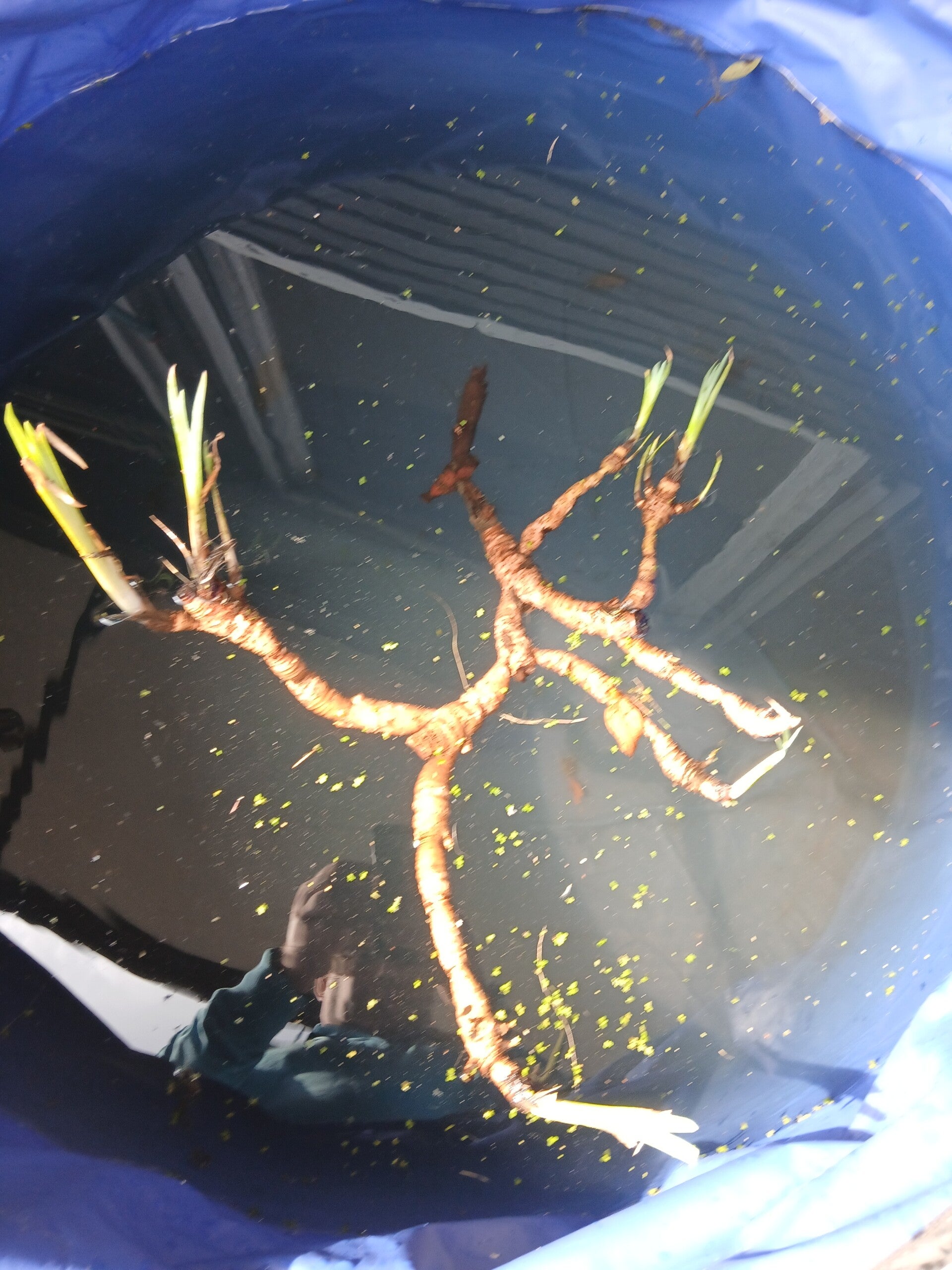 Teichpflanze Waserlilie gelb/  1 Pflanze 3,50€