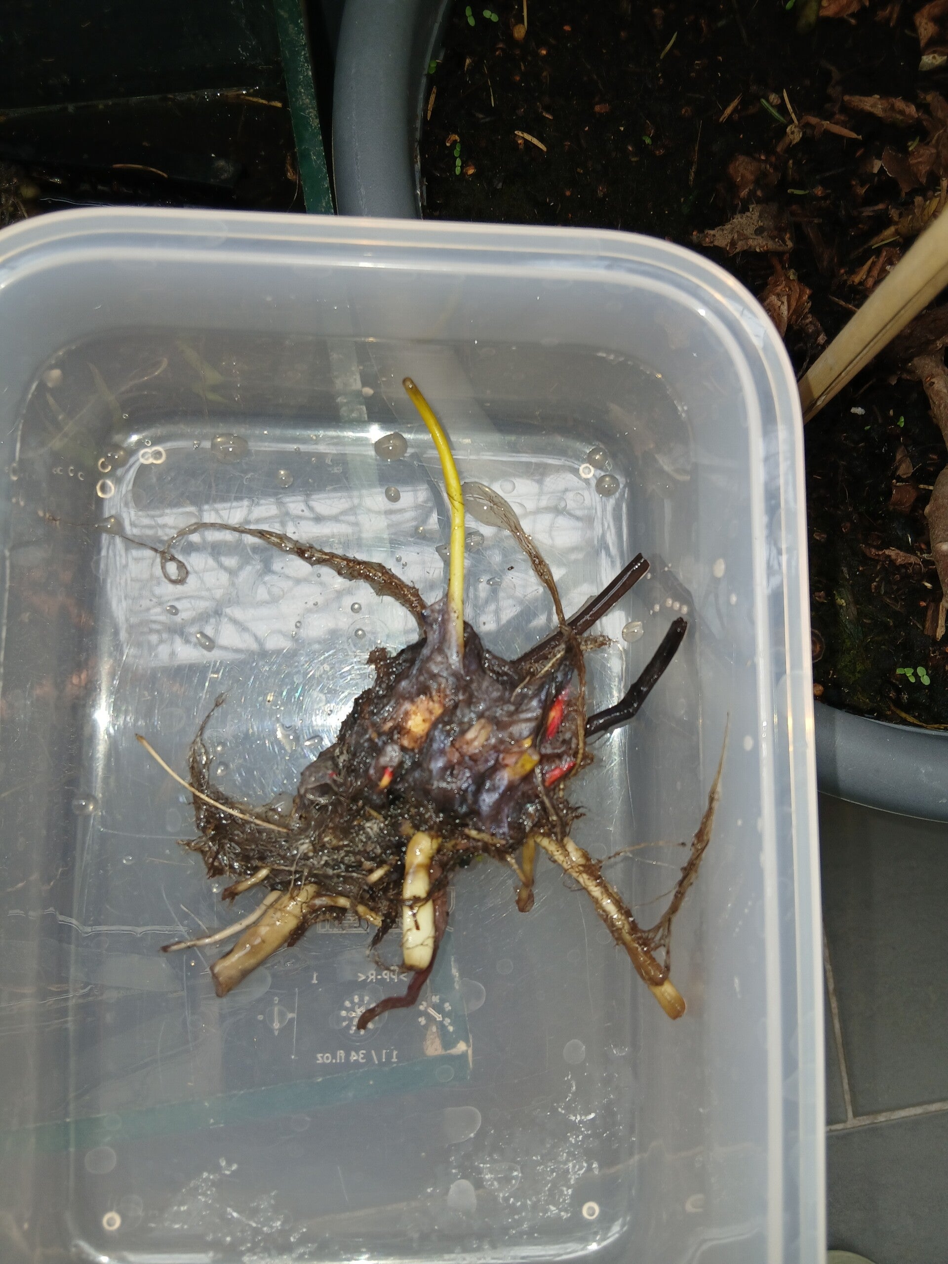 Seereose / Teichrose /  rot