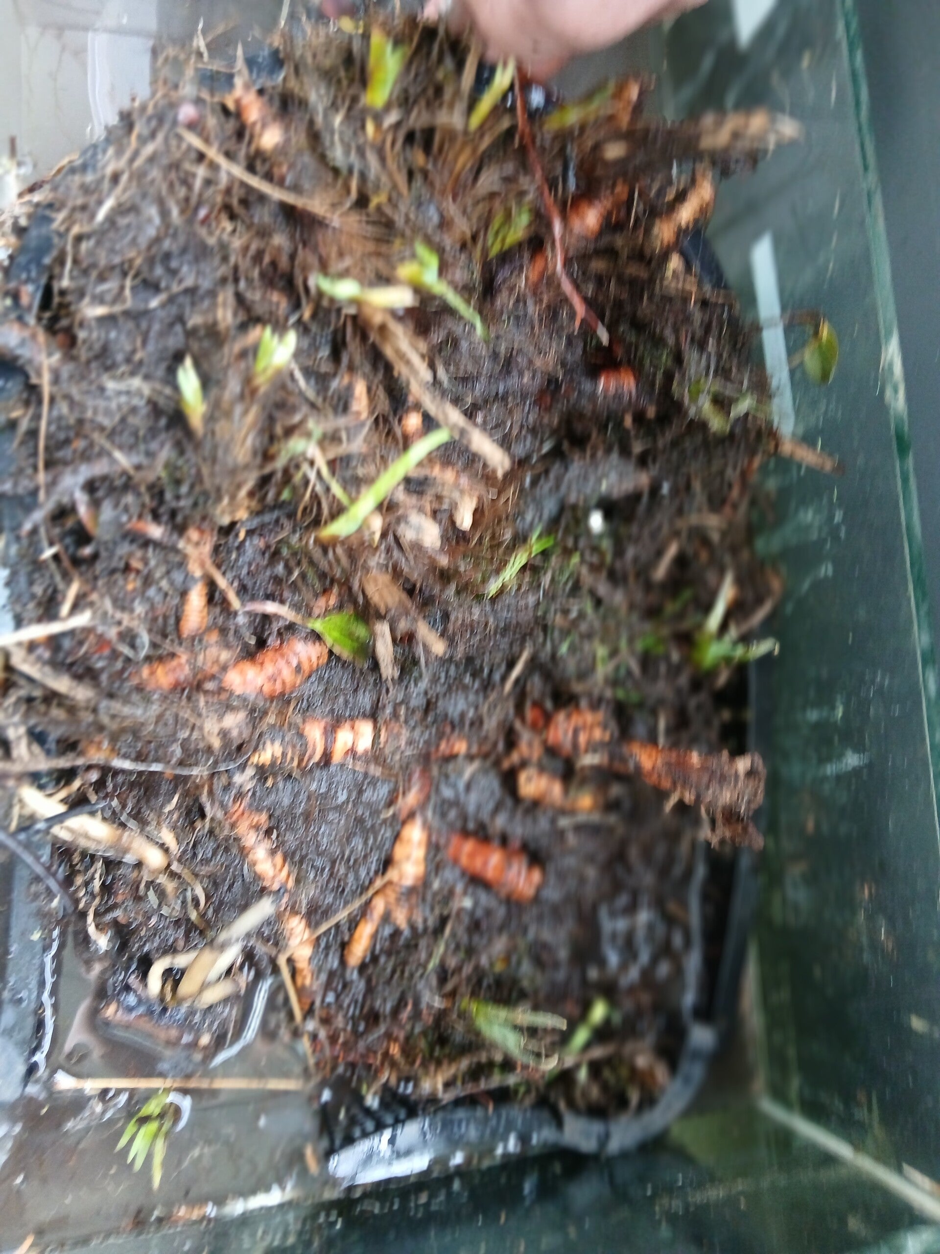 Teichlilien im Korb /  Teichpflanzen / www.2handaquaristik.de