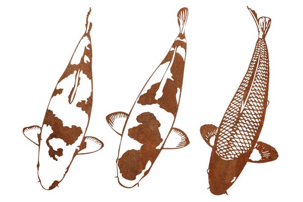 30cm EDELROST Koi Bundle - Asagi / Kohaku / Shiro