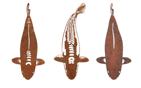 EDELROST Koi Bundle - Chagoi / Karashigoi / Shusui www.2handaquaristik.de