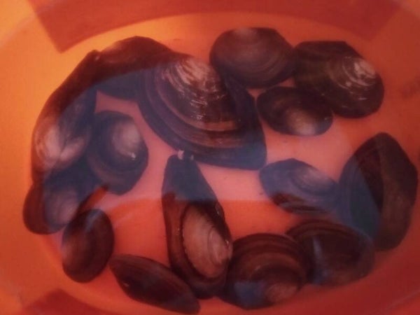 10 Stück Teichmuscheln 10-15 cm www.2handaquaristik.de