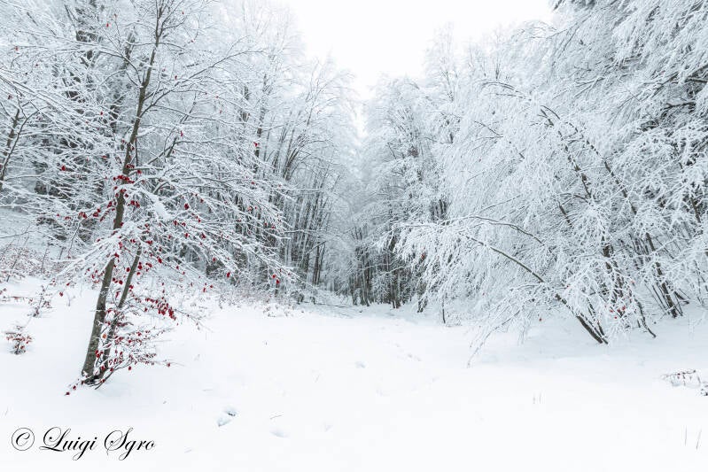Bosco innevato nei pressi di Buturo