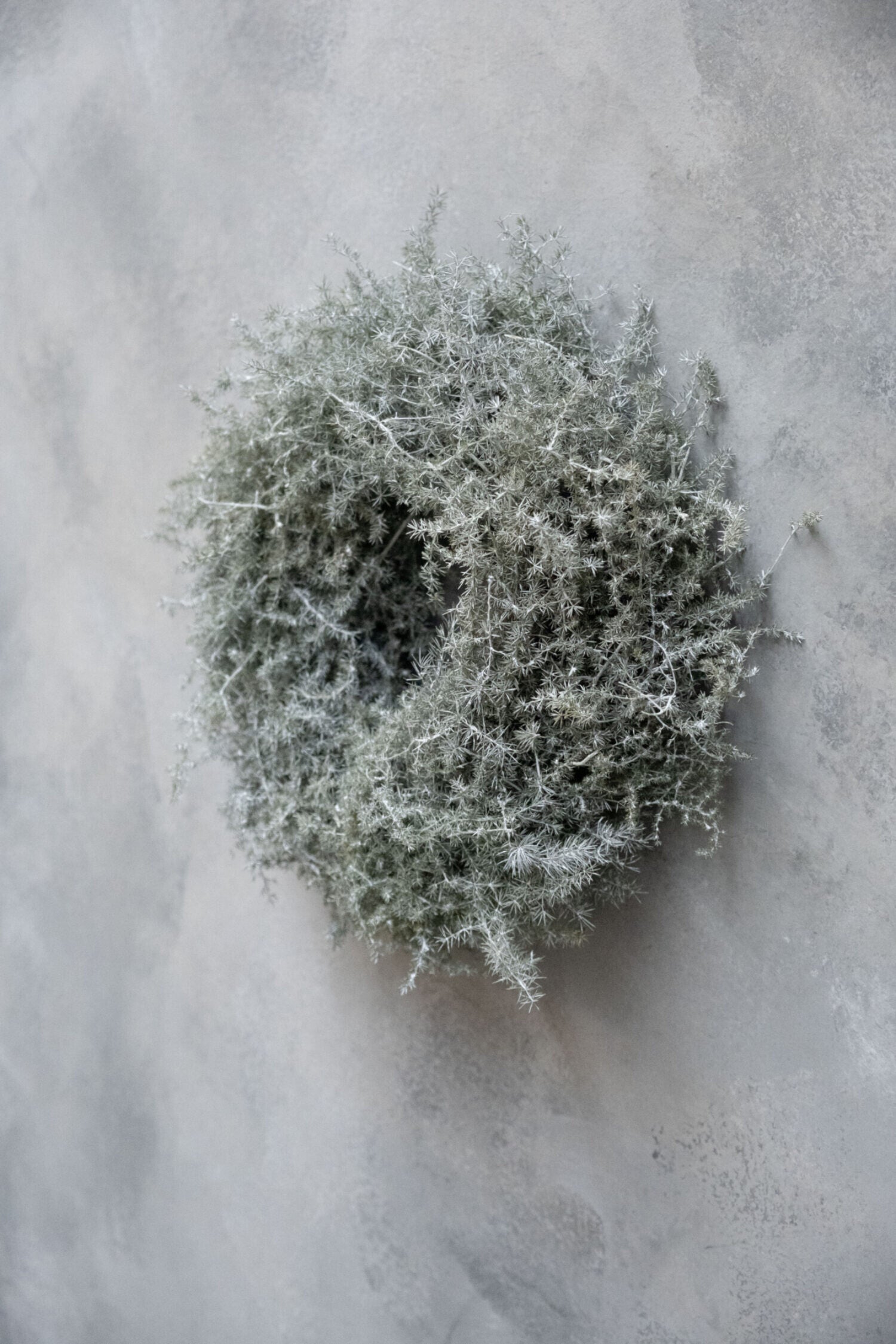 Krans asparagus 28cm