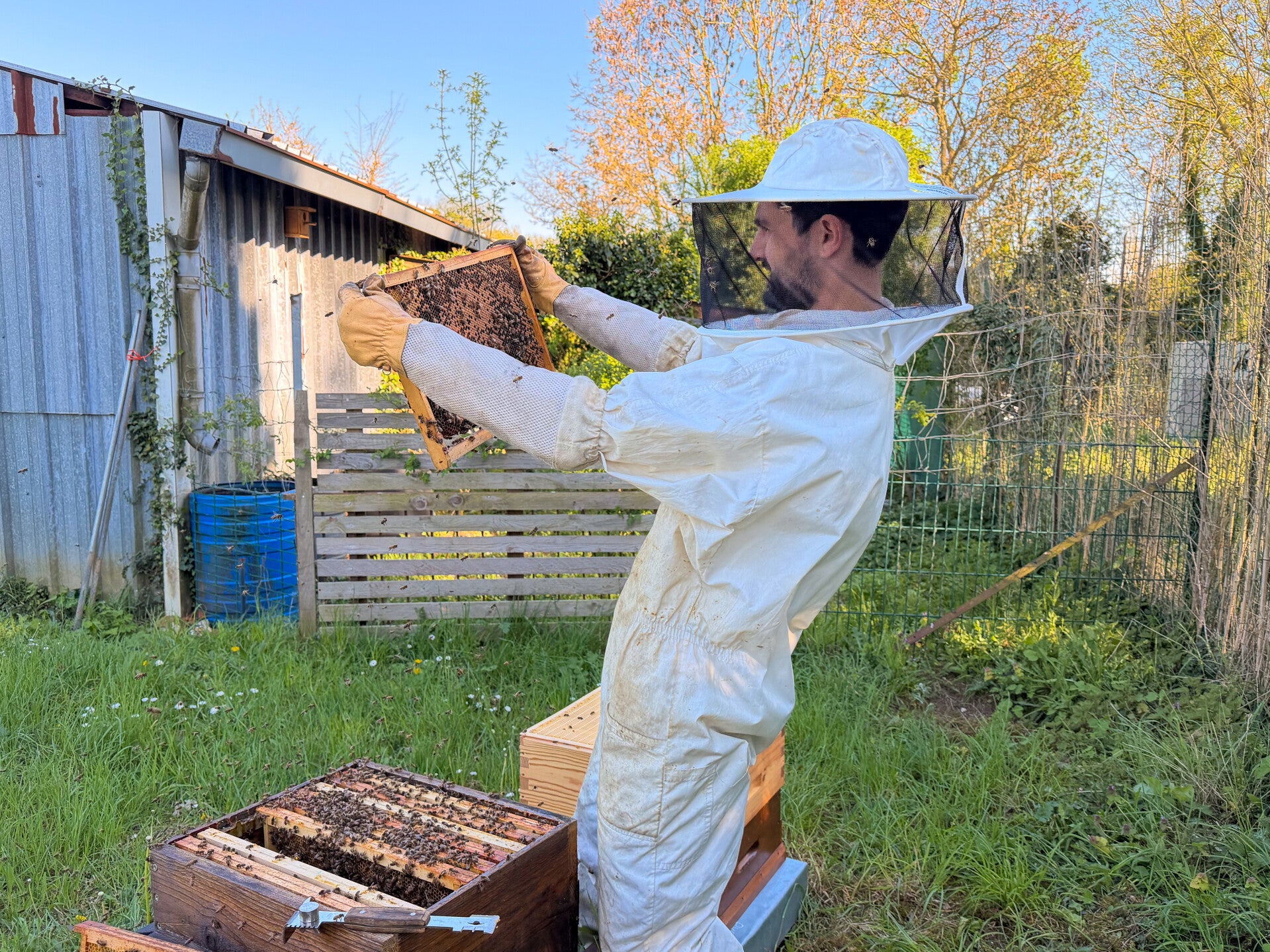 Spécialiste désinsectisation frelon, guepe, fourmi, abeilles Amiens