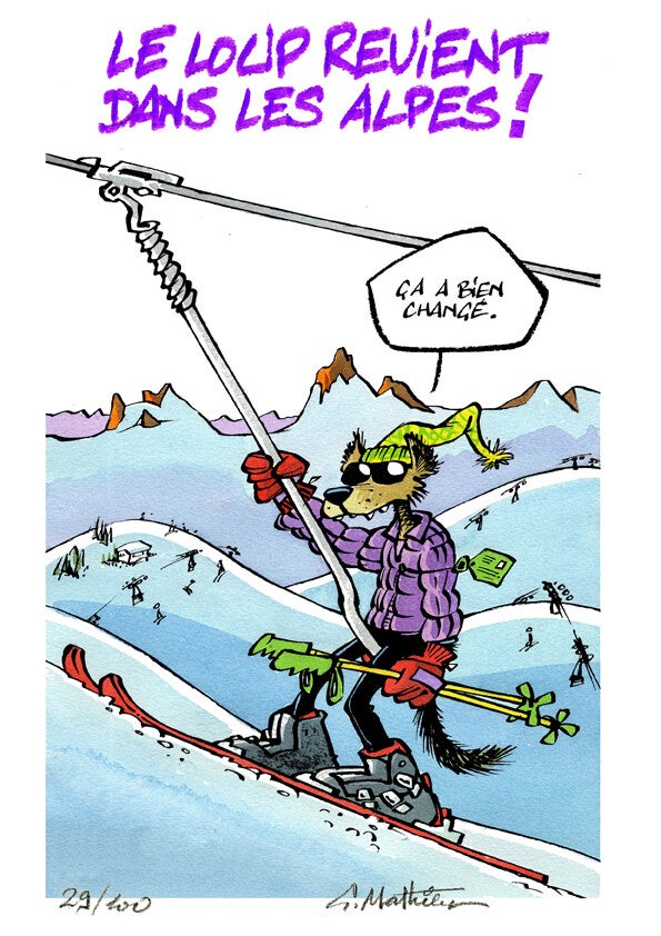 Loup des Alpes