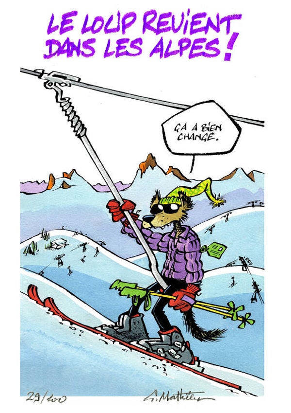 Loup des Alpes