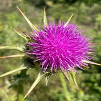 img_3637.jpeg