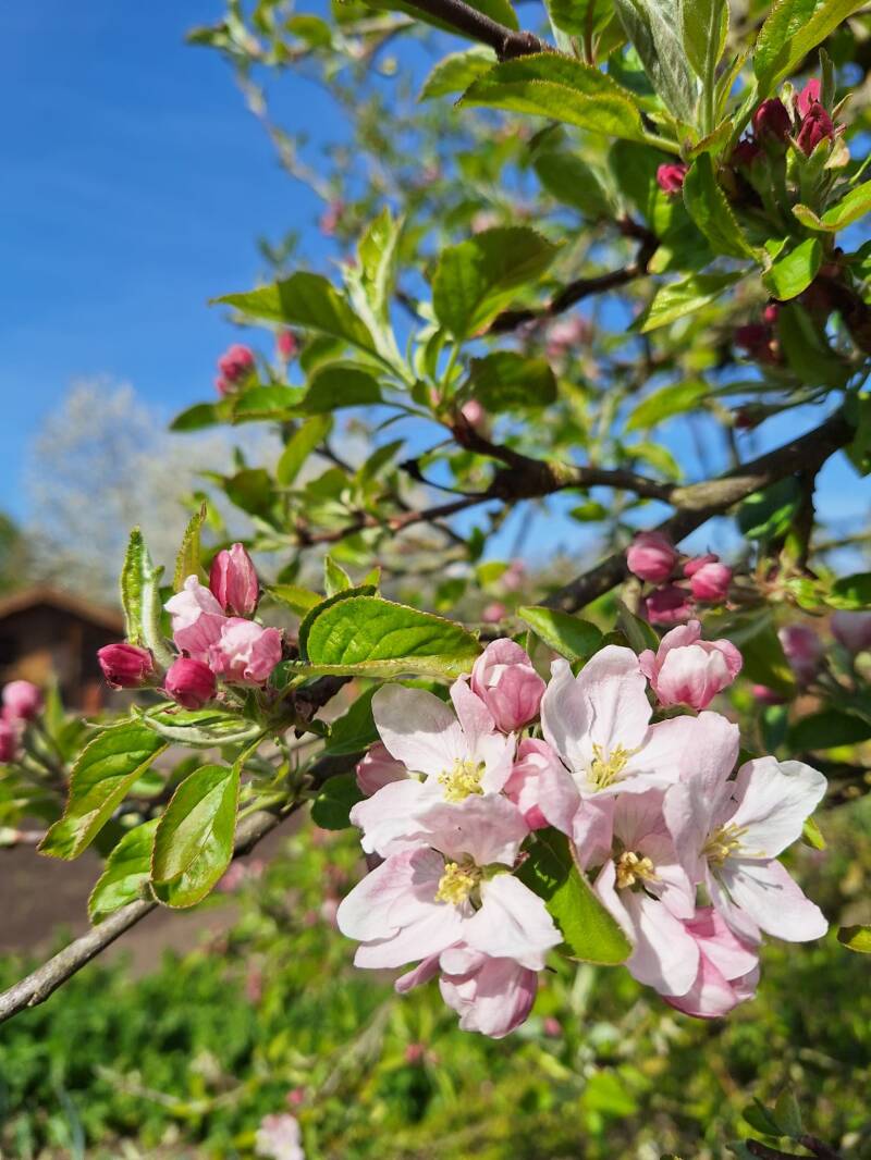 appelbloesem