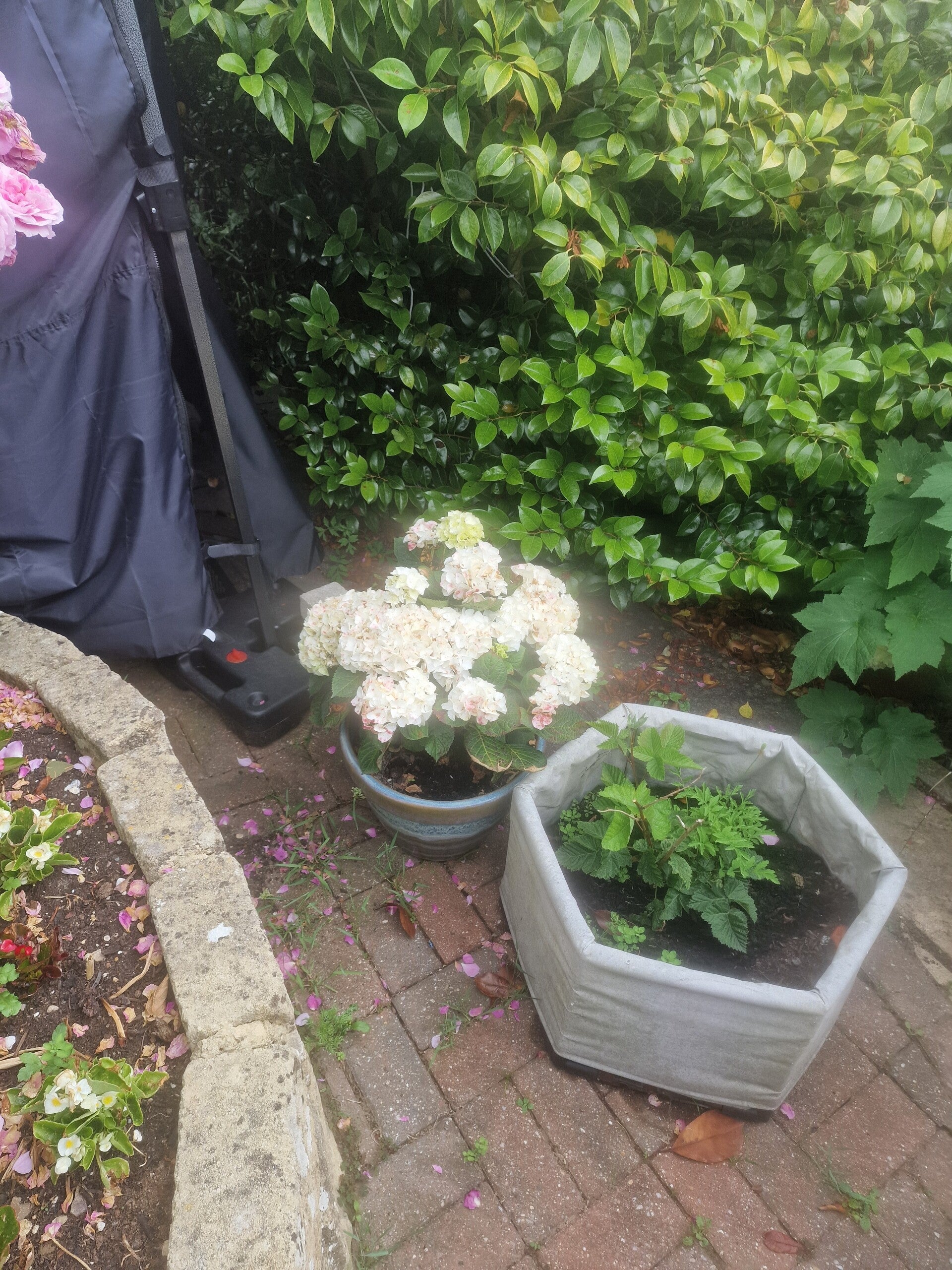 garden-1-standard.jpg