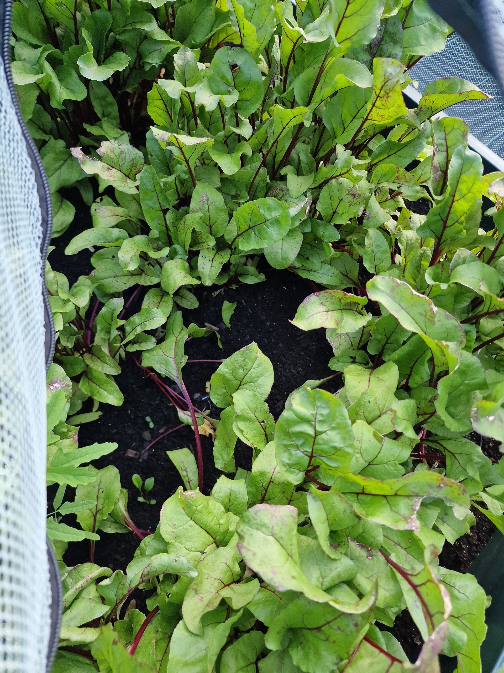 recent-beetroot-1-standard.jpg