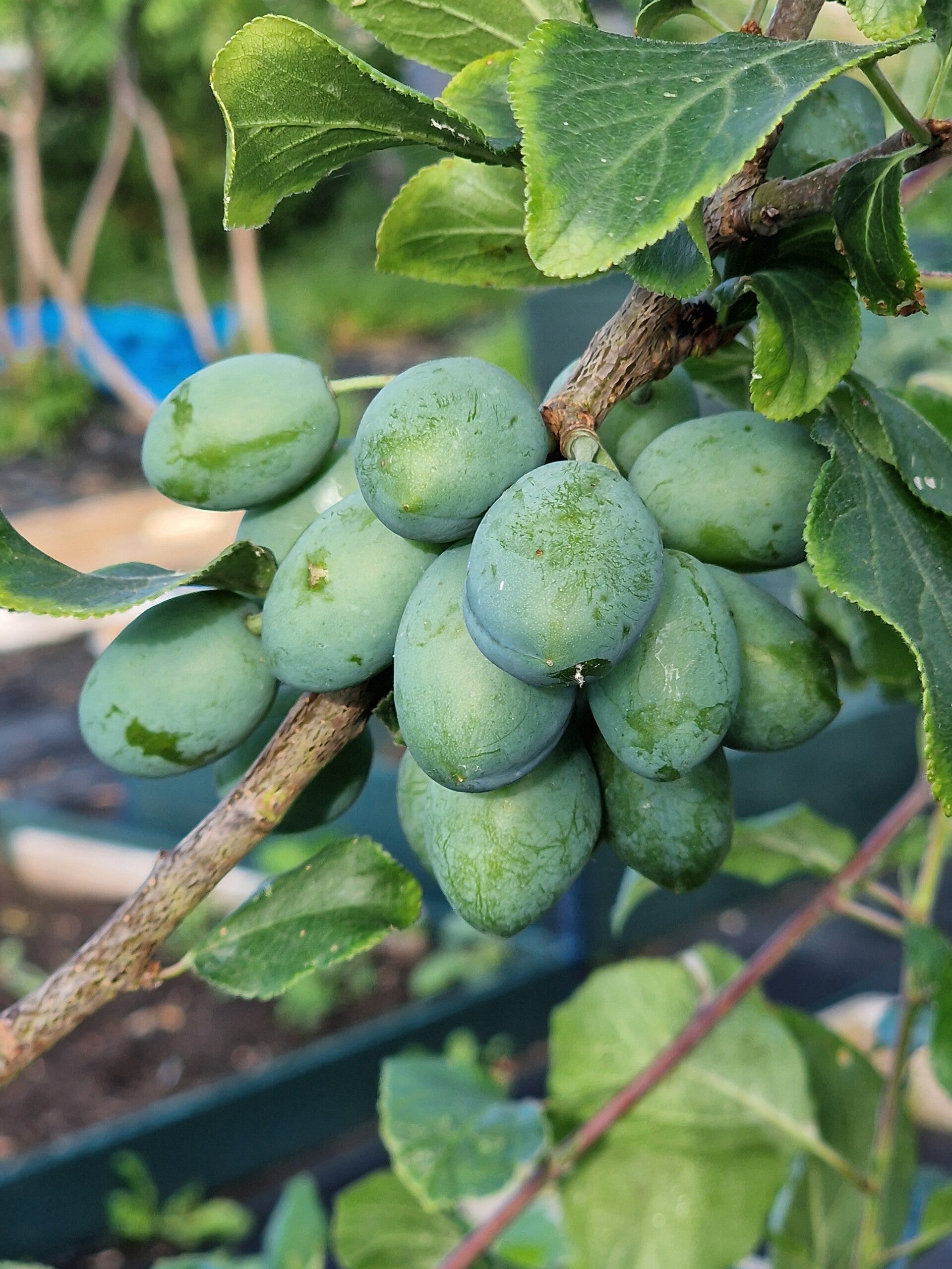 recent-plum-2-standard.jpg