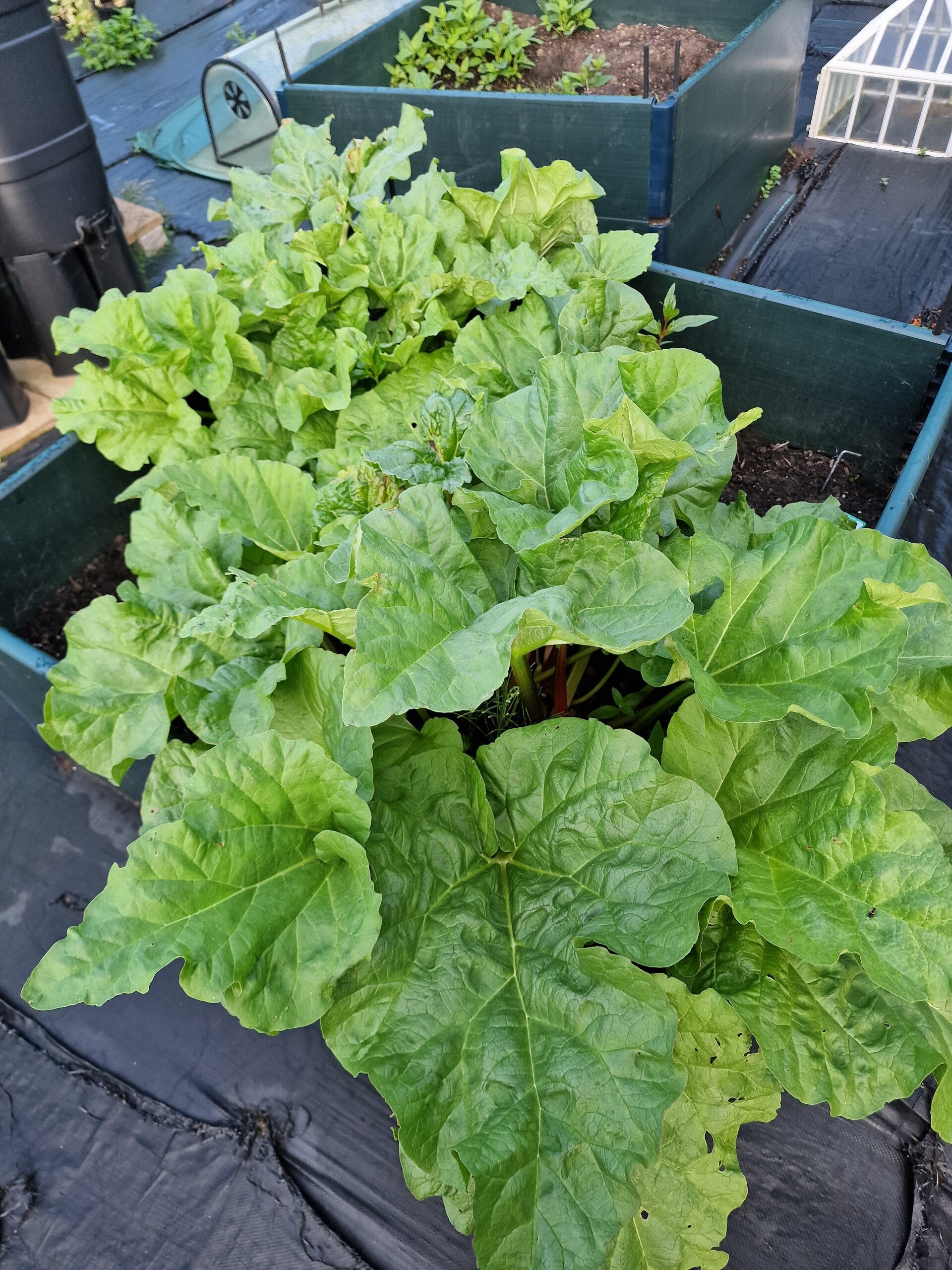 recent-rhubarb-1-standard.jpg