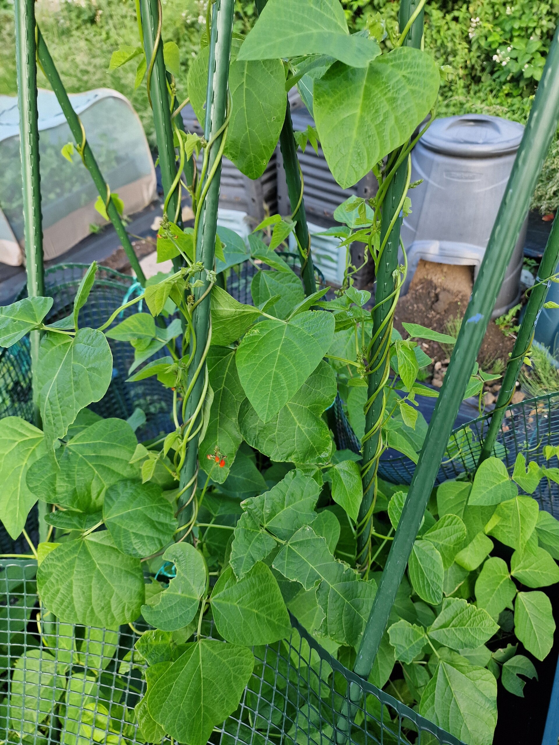recent-runner-beans-2-standard.jpg
