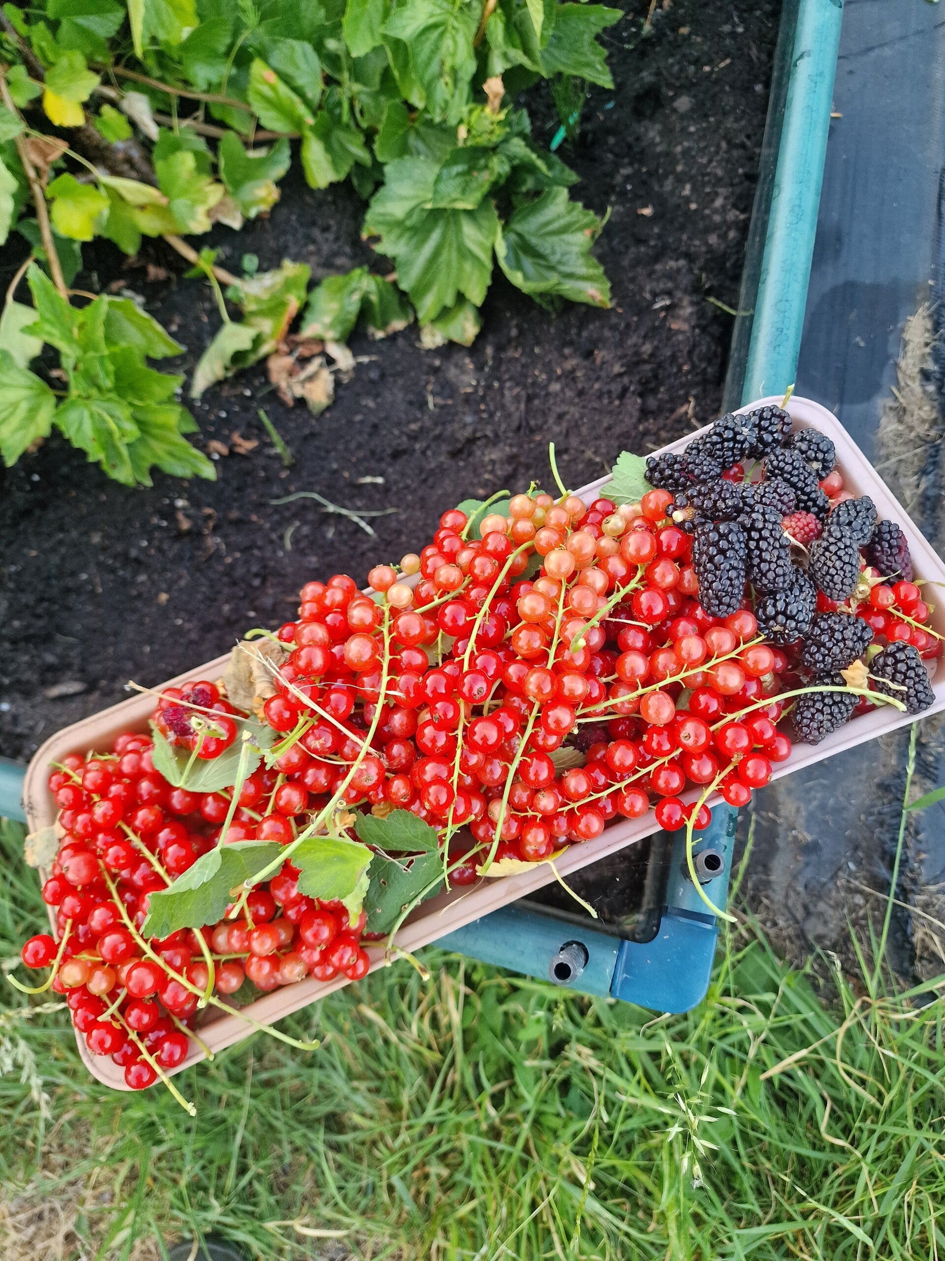 redcurrant-pic-standard.jpg