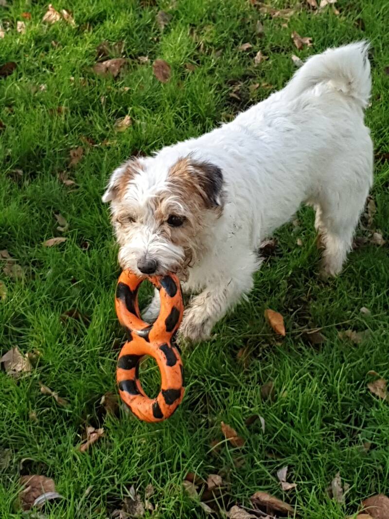 Goughnuts, hondenspeelgoed, sterk hondenspeelgoed