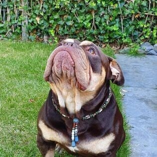 anti-tekenband-teek2go