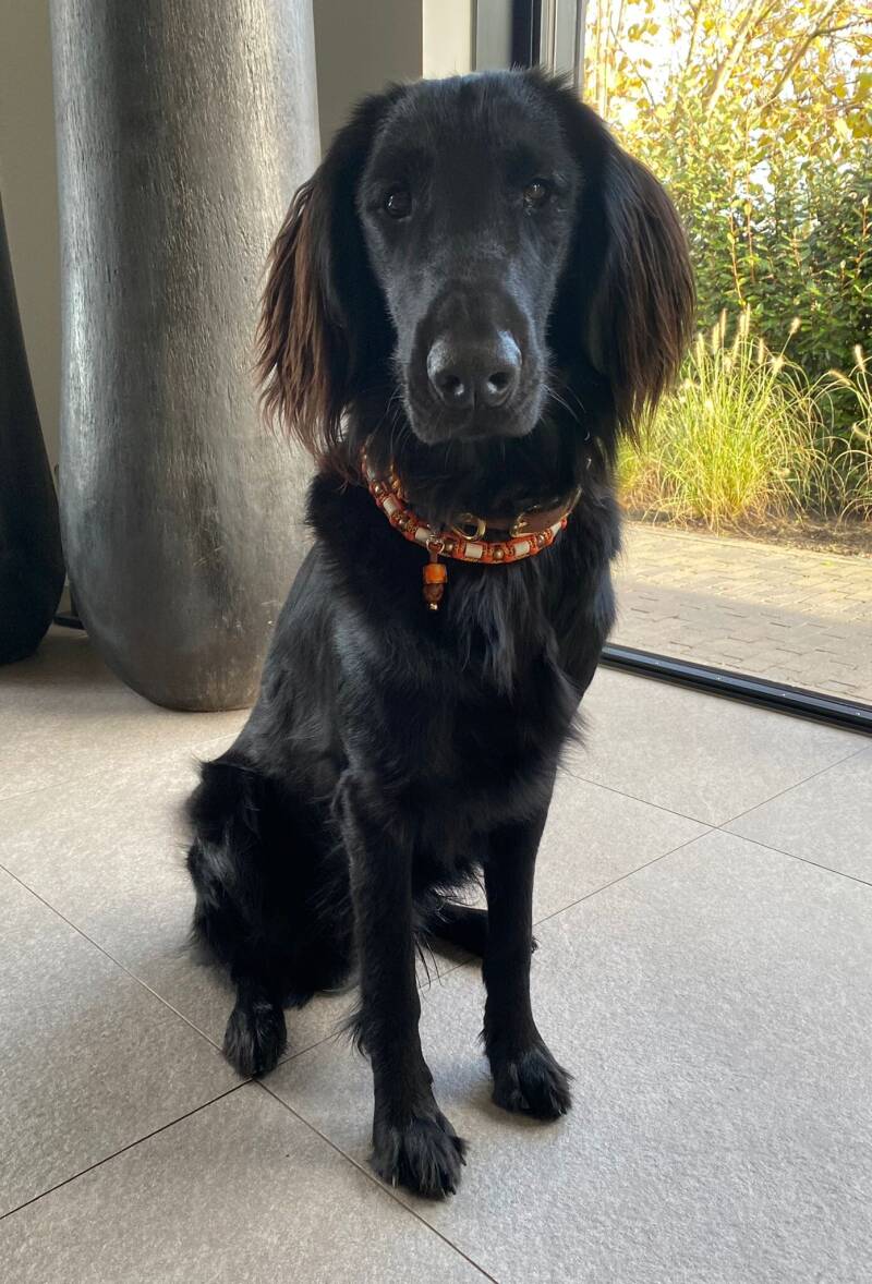 teek2go, anti-teekband