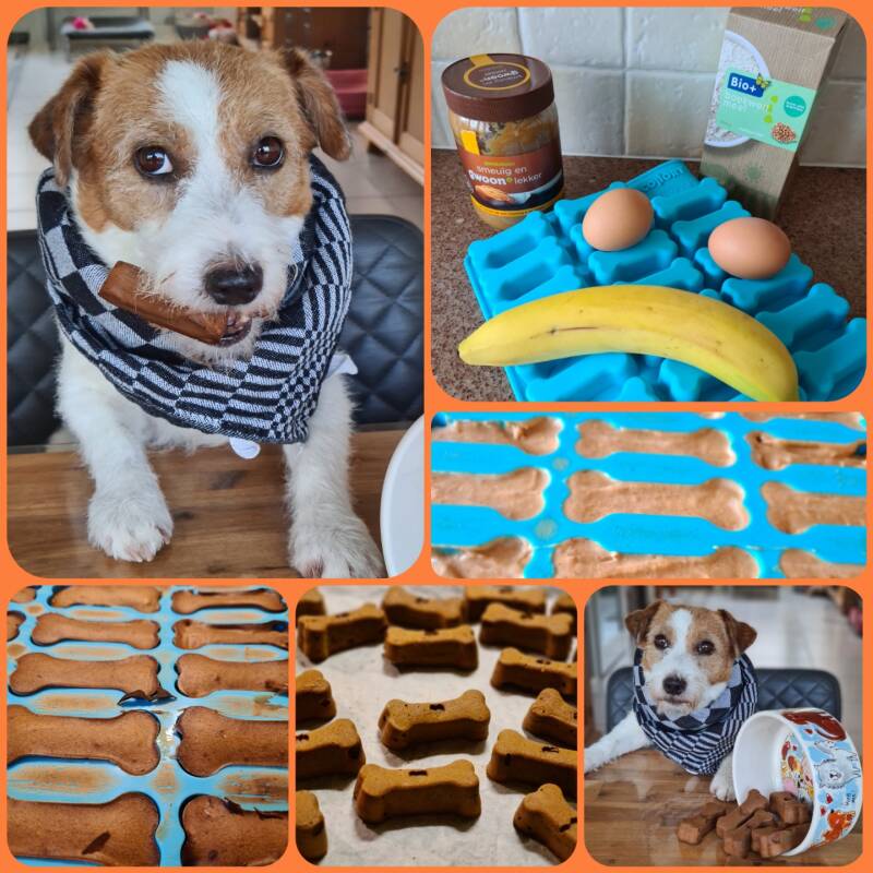 collory-hondenkoekjes-hond