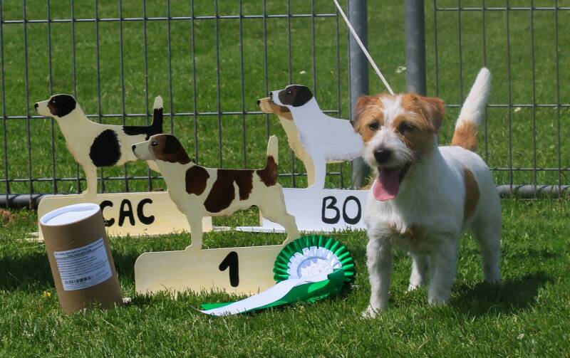 Just Jercha´s Jack Russell terrier Darcy