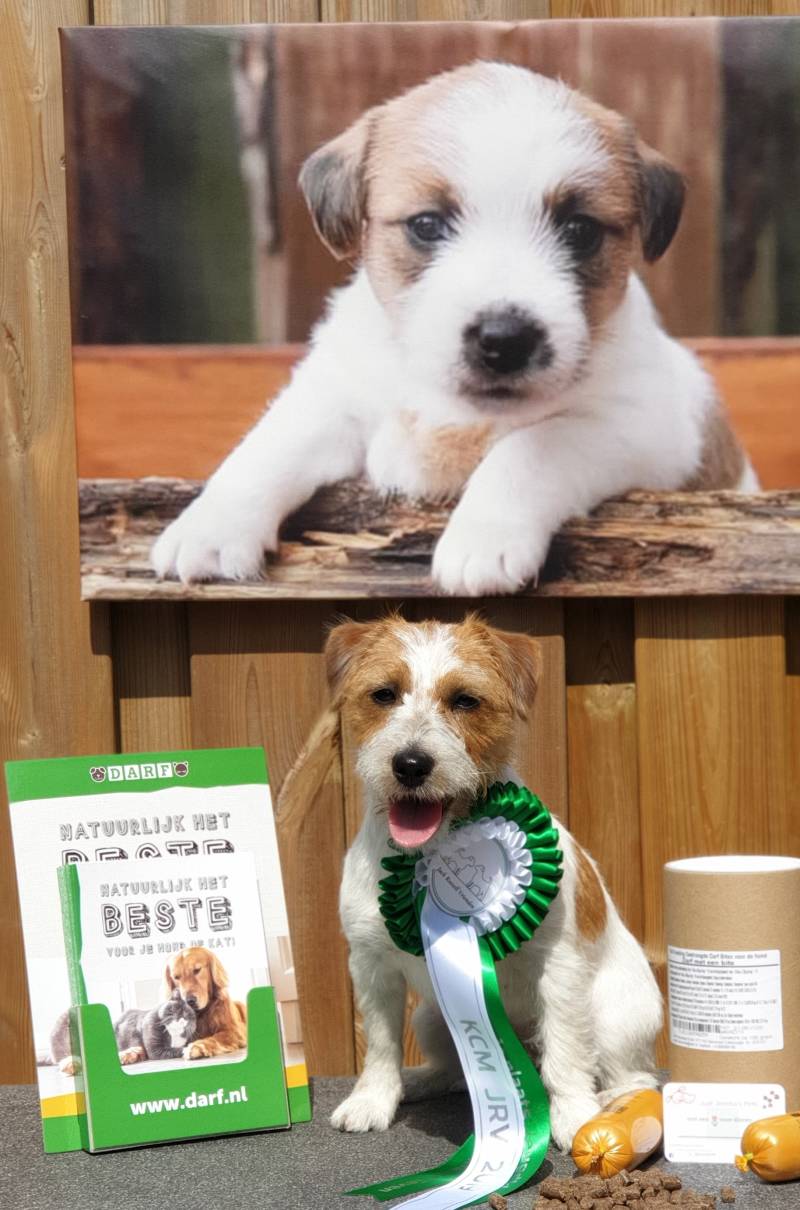 Just Jercha's Pets Darf