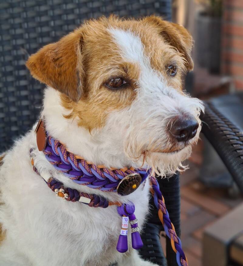 Just2go-paracord- hondenhalsband- Just  Jercha's Pets