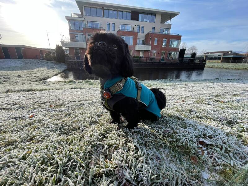 Just Jerchas Pets-pomppa-hondenjassen