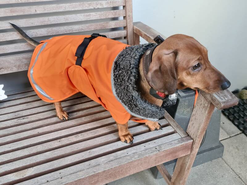 Just Jerchas Pets-pomppa-hondenjassen