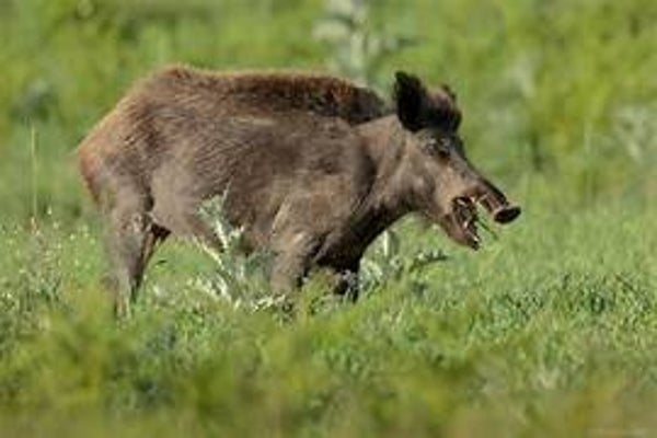 Risarcimento Danni da Fauna Selvatica