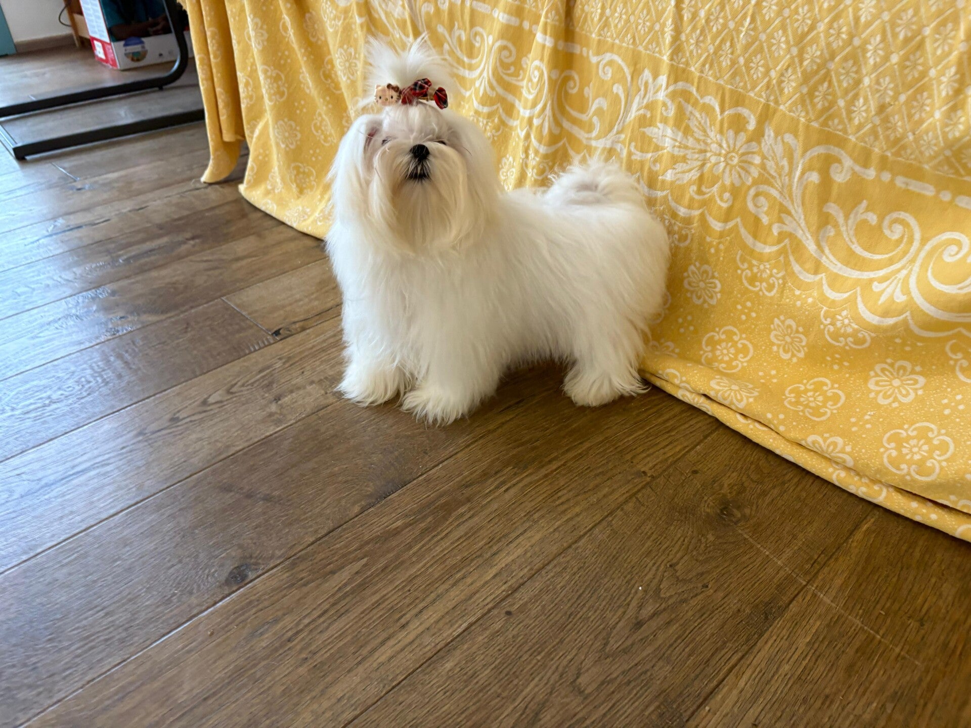 Jago Maltese miniToy