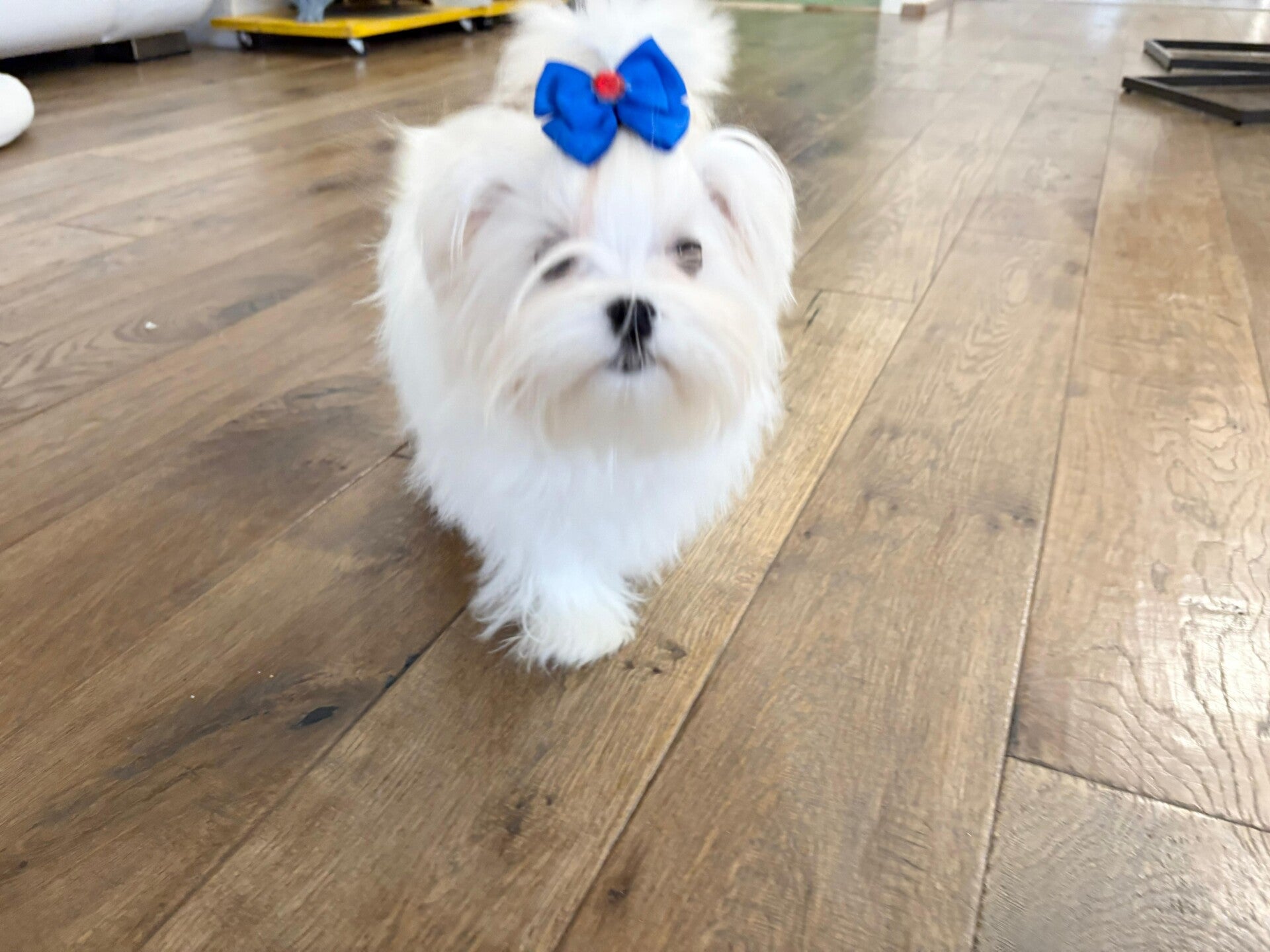 Saigon il Maltesino Reale