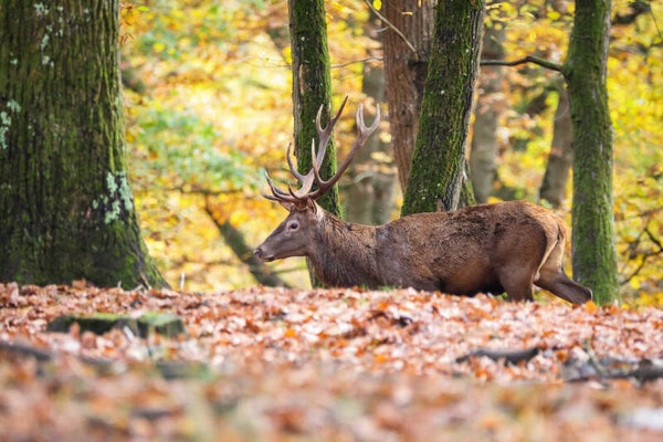 Stage photo animalière Brame du cerf