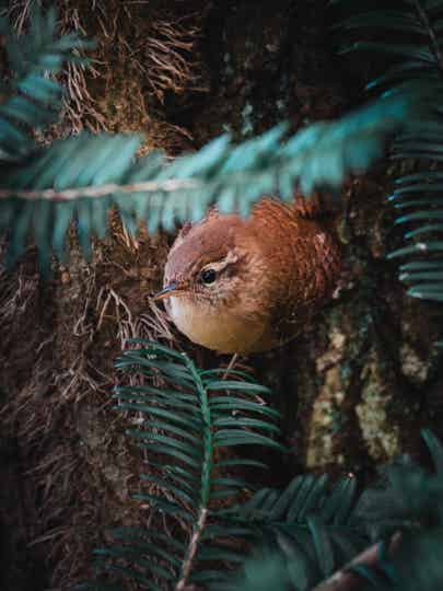Troglodyte mignon – Camouflage poétique