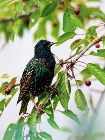 Étourneau dans un cerisier – Pureté d’un instant