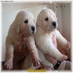 malwa_pup080209k.jpg