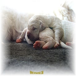 malwa_pup220907_11.jpg