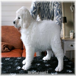 pup_danuta0312104.jpg